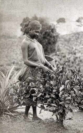 1880s_Tamil_girl_picking_tea_Ceylon_Sri_Lanka